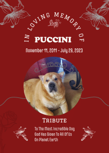 In Loving Memory of Puccini